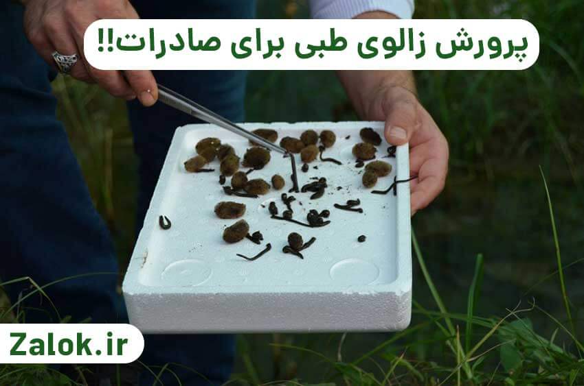 روش صادرات و پرورش زالوی طبی در ایران